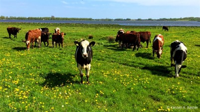 Egå Engsø 2016 © AarhusPilot | Kirsten K. Kester