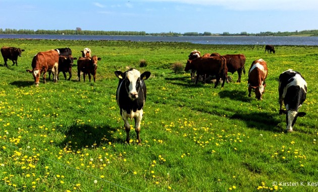 Egå Engsø 2016 © AarhusPilot | Kirsten K. Kester