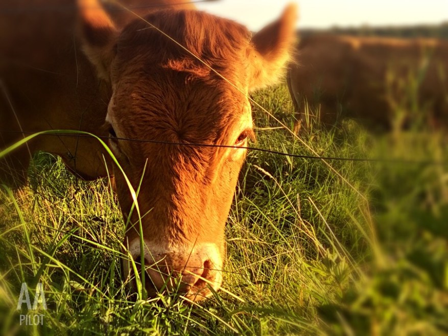 Brabrandstien © AArhusPilot.com | Kirsten K. Kester