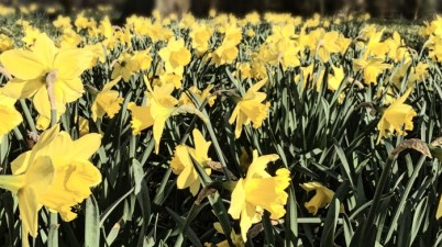 Town Hall park in Aarhus © AArhusPilot.com | Kirsten K. Kester