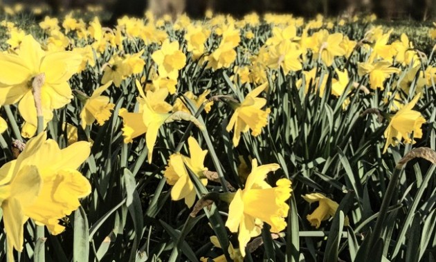 Town Hall park in Aarhus © AArhusPilot.com | Kirsten K. Kester