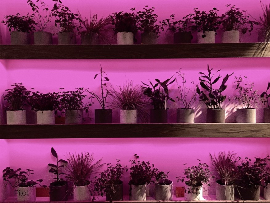 Herbs at ARoS FOOD HALL © AArhusPilot.com | Kirsten K. Kester