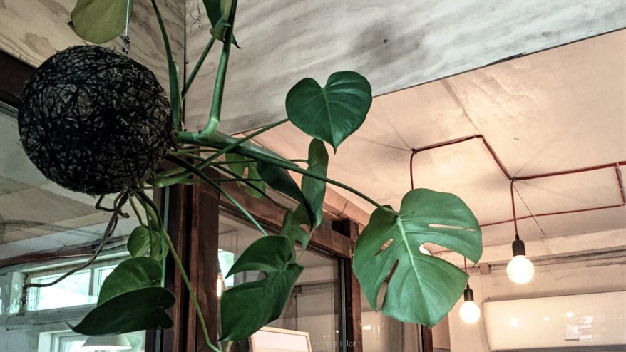 Kokedame plant at Plantecafén © AArhusPilot.com | Kirsten K. Kester